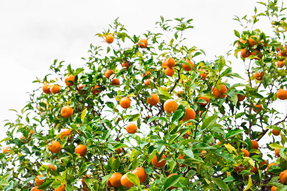 Fresh oranges growing on the tree, part of reducing juice waste through careful sourcing